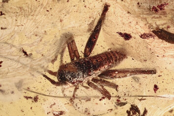 Very Detailed Fossil Cricket (Gryllidae) In Baltic Amber #328111